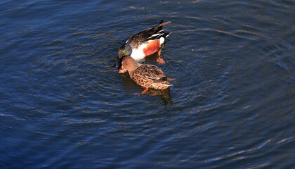 Relaxed Mallard Ducks (Anas Platyrhynchos) on The Water