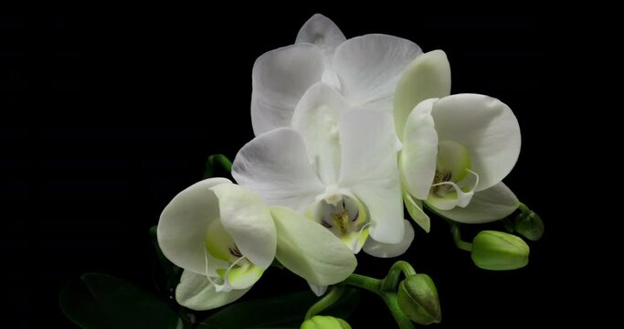 Time-lapse of opening orchid 4K on black background. 4k video. Valentines day, mother's day, spring, holiday, Love, birthday, easter, spa concept