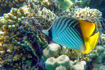 Naklejka na ściany i meble Coral fish - Threadfin butterflyfish (chaetodon auriga) - Red Sea