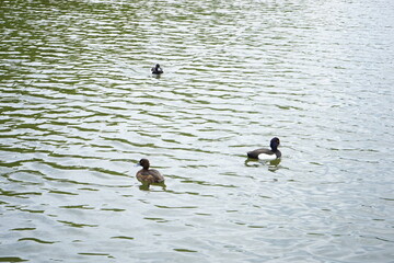 Wild Duck swimming in the pond - 池 泳ぐ 野生 カモ - obrazy, fototapety, plakaty