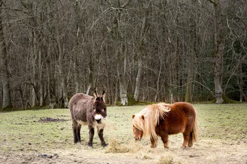 Fotobehang Little donkey and Shetland pony in a field eating hay  © veronique