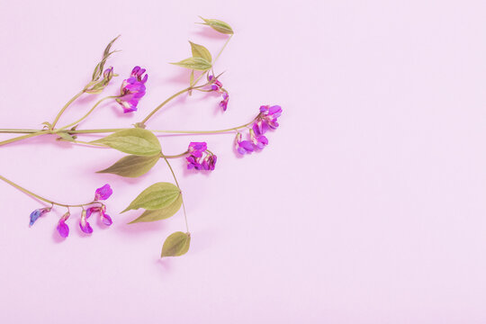 Pink Wild Flowers On Pink Paper Background