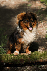 Mongrel dog poses near fallen tree overgrown with green moss. Walk with pet in fresh air in park. Small brown mixed breed puppy stands with its paws on log on narrow forest path.
