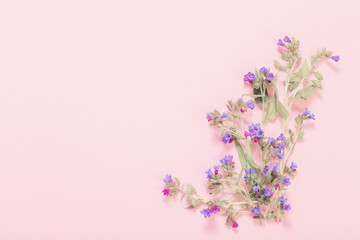 lungwort flowers on pink paper background