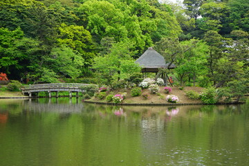 Traditional Japanese Garden, Scenic view of calm pond, wooden bridge and pine tree - 日本庭園 池 松の木 橋