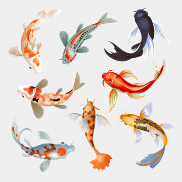 Koi fish vector illustration japanese carp and colorful oriental koi in Asia set of Chinese goldfish and traditional fishery isolated background