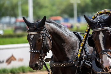 beautiful horses at the races at the opening of the season at the hippodrome on a sunny day 