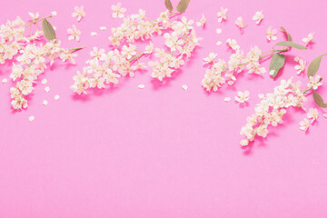 bird cherry on pink paper background
