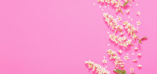 Obraz na płótnie Canvas bird cherry on pink paper background