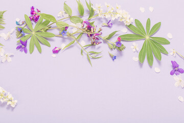 spring flowers on violet paper background