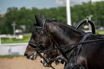 beautiful horses on the race at the opening of the season at the racetrack on a sunny day