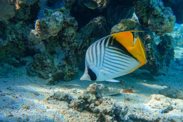 Obraz na płótnie Canvas Coral fish - Threadfin butterflyfish (chaetodon auriga) - Red Sea