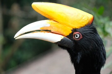 close up of a hornbill - Powered by Adobe