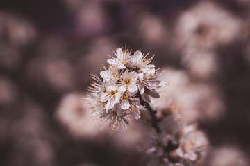 Obraz premium Closeup of the cherry flowers in blossom
