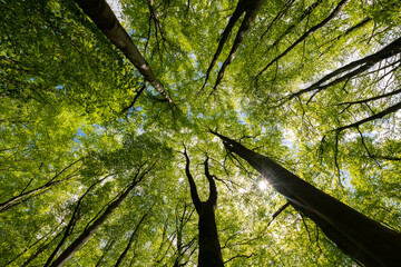Buchen Fagus Wald Bäume Sonne Laub Höhe Perspektive Hemer Sauerland Deutschland Frühling...