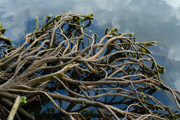 Wurzeln Wasser Baum Natur Symbol Sinnbild Teich Spiegelung H2O Reflektion Iserlohn Sauerland...
