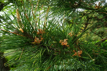 Green Pine tree at Sankeien garden in Kanagawa prefecture, Japan, closeup - 松の木 日本
