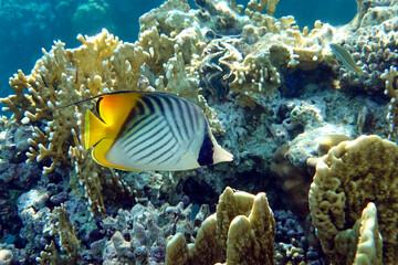 Fototapeta na wymiar Coral fish - Threadfin butterflyfish (chaetodon auriga) - Red Sea