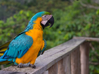 Parrot in the jungle