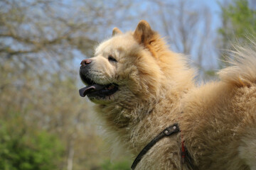 Chow chow dog in the grass.