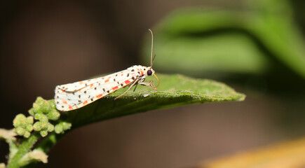Selective focus of a bug on a plant leaf