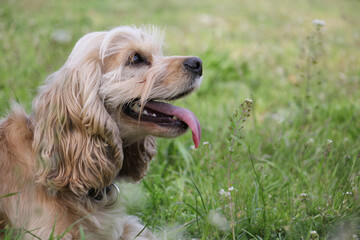 Portrait of a cute young cocker spaniel dog with tongue out