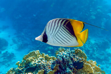 Coral fish - Threadfin butterflyfish (chaetodon auriga) - Red Sea