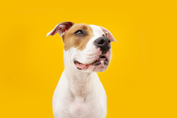 Profile hungry and funny American Staffordshire dog looking away. Isolated on yellow colored background