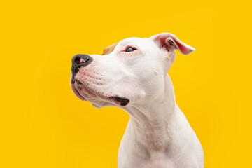 Obraz premium Profile serious American Staffordshire dog looking away. Isolated on yellow background.