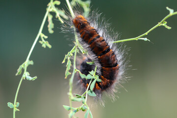 Die Haarige Raupe des Brombeerespinners.