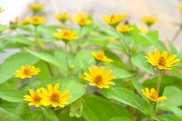 Fototapeta na wymiar Blooming butter daisy or melampodium. in Indonesia this flower is also called a small sunflower. 1