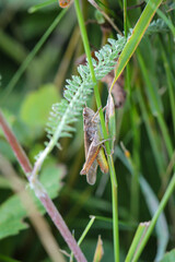 Macroaufnahme eines Grashüpfers auf einer Pflanze.