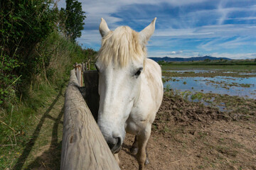 Horse resting behind the fence in a field in Barcelona.