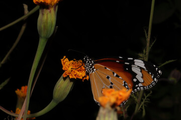 Closeup shot of a beautiful butterfly sitting on the flower