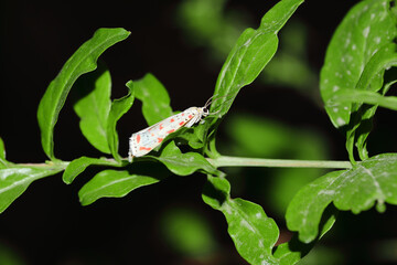 Closeup shot of a butterfly on the green tree branch