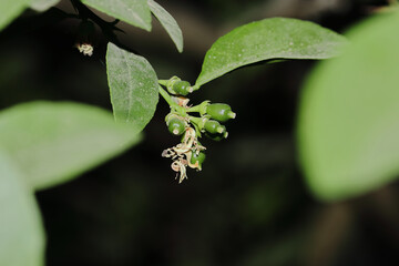 Closeup shot of green berried on a tree branch