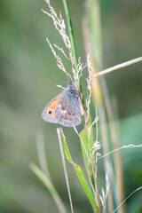 Fototapeta premium Nahaufnahme eines Falters auf einer Wiese.