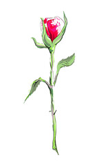 Isolated rose bud on a white background. Red and white flower. Variegated color. Draw by hand. Watercolor. Vector illustration. Use for design, decoration, etc.