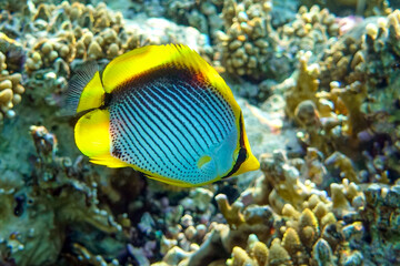 Obraz na płótnie Canvas Coral fish Blackbacked butterflyfish (chaetodon melannotus) - Red Sea