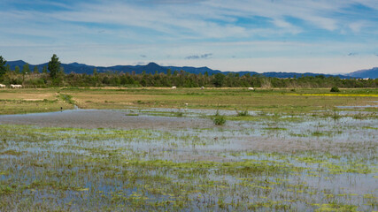 Fototapeta premium natural park on the outskirts of the city of barcelona
