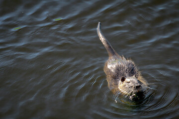 Fototapeta premium Portrait einer Bisamratte, Nutria am Flussufer.