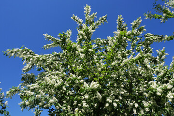 Blooming spring tree of white bird cherry on a background of blue sky