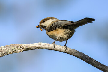 Siberian tit
