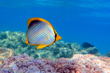 Naklejka na ściany i meble Coral fish Blackbacked butterflyfish (chaetodon melannotus) - Red Sea