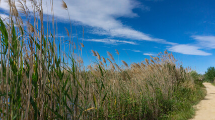 wild reed, in a natural park near barcelona