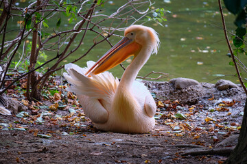 Pelikan © Krzysztof