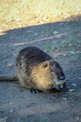 Portrait einer Bisamratte, Nutria am Flussufer.