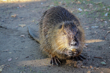 Portrait einer Bisamratte, Nutria am Flussufer.
