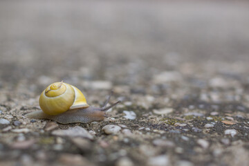 schnecke, schale, tier, natur, bedächtig, braun, makro, garden, molluske, helix, geschwindigkeit, close up, beach, spiral, nacktschnecke, piter, sand, schnecke, close up, meer, molluske, schleimig, ha