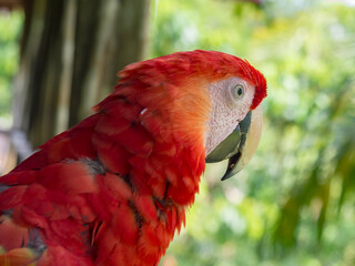 Scarlet Macaws, Amazonia